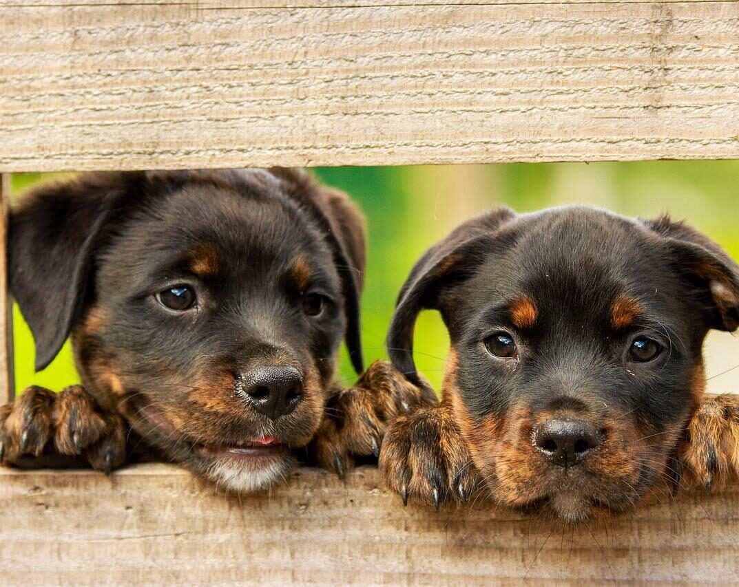 Rottweilers